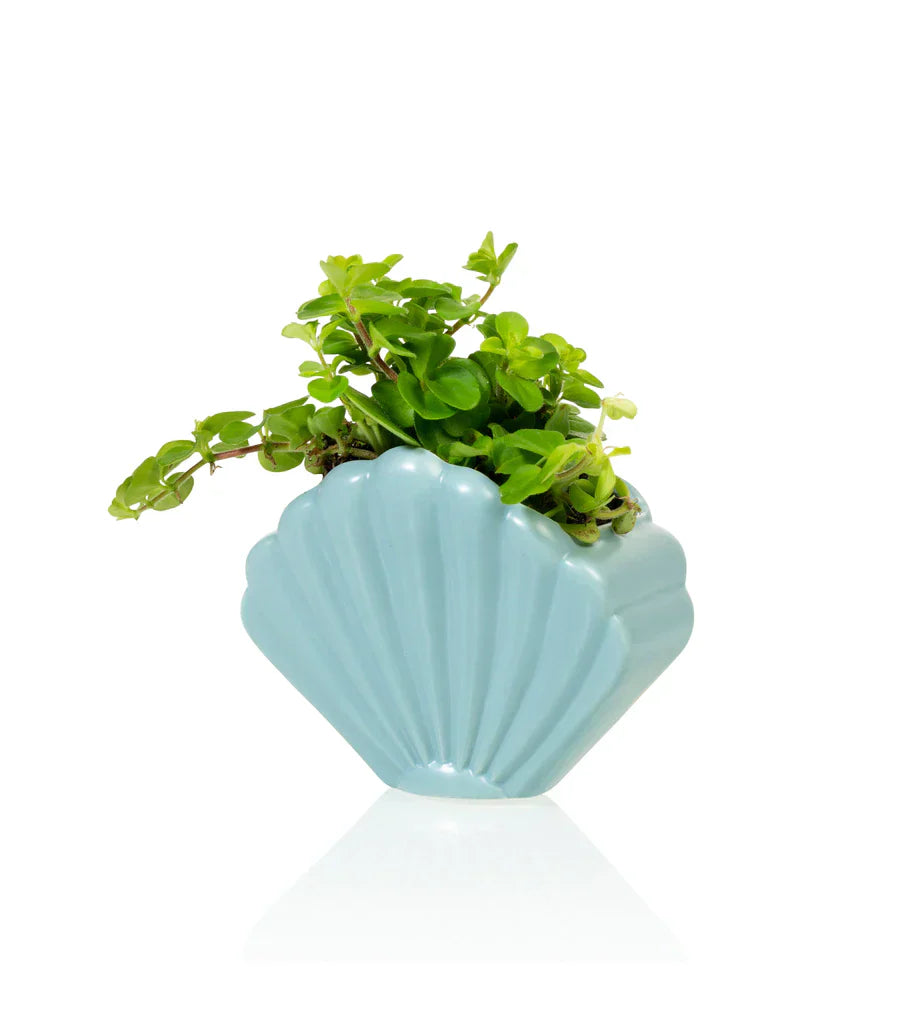 Oggetto regalo di design – pot coquillage bleu bitten 