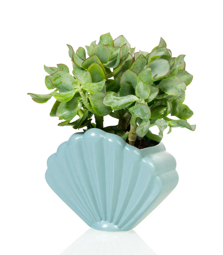 Oggetto regalo di design – pot coquillage bleu bitten 