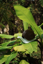 Distributeur de Savon Escargot