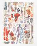 Oggetto regalo di design – Torchon D'anatomie – produit scientifique Cognitive Surplus EU, vue 1