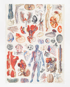 Oggetto regalo di design – Torchon D'anatomie – produit scientifique Cognitive Surplus EU, vue 1