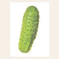 Carte postale Cornichon | Designproducten en originele cadeaus