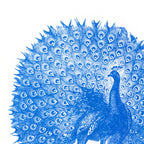 Carte postale Paon | Designproducten en originele cadeaus