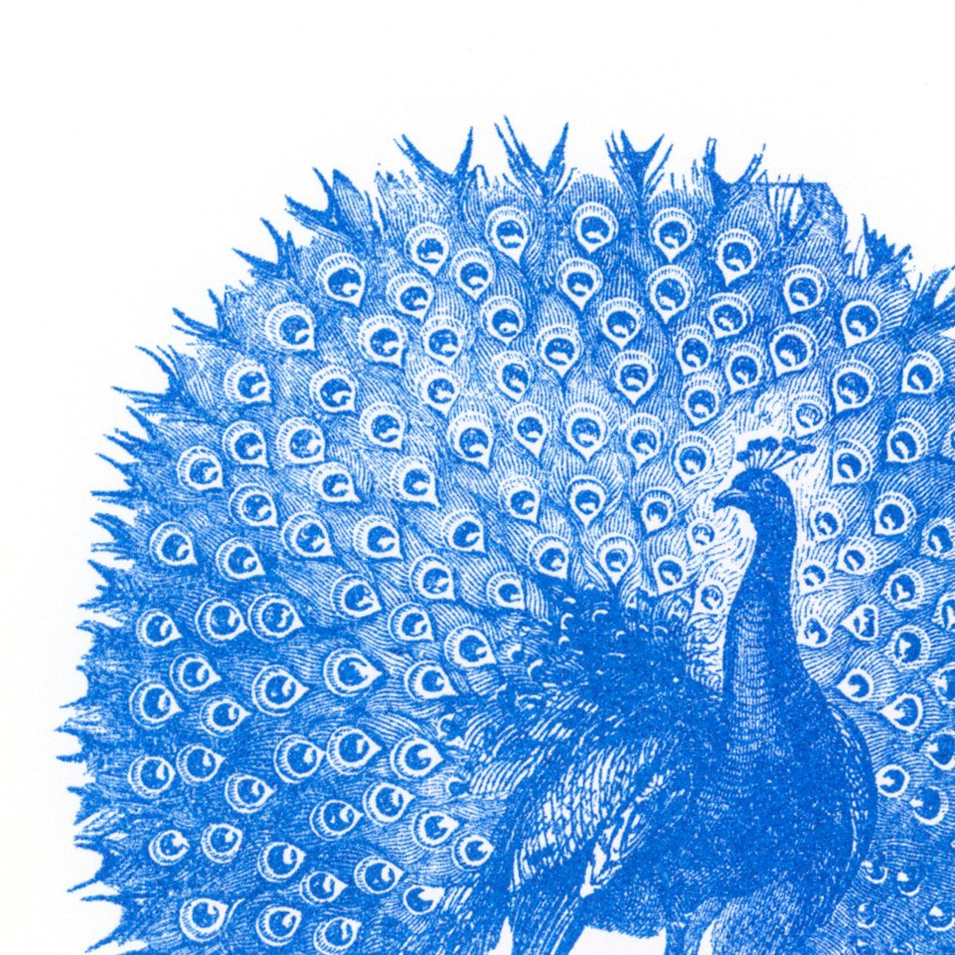 Carte postale Paon | Designproducten en originele cadeaus