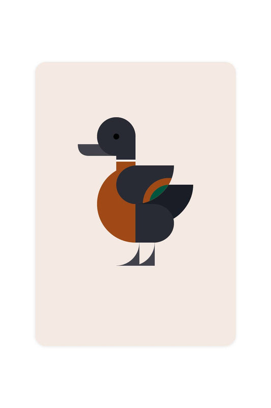Postcard with Australian Shelduck