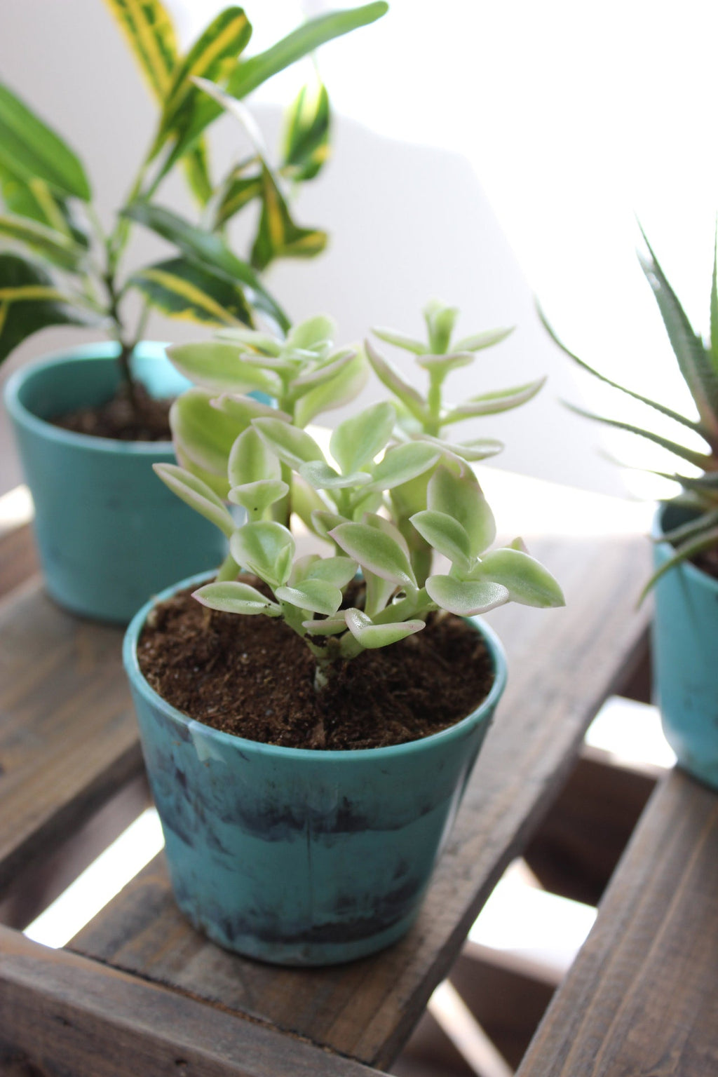 Kleiner marmorter Topf