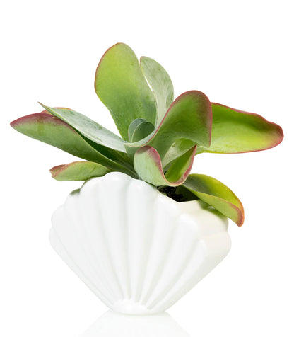 White shell pot